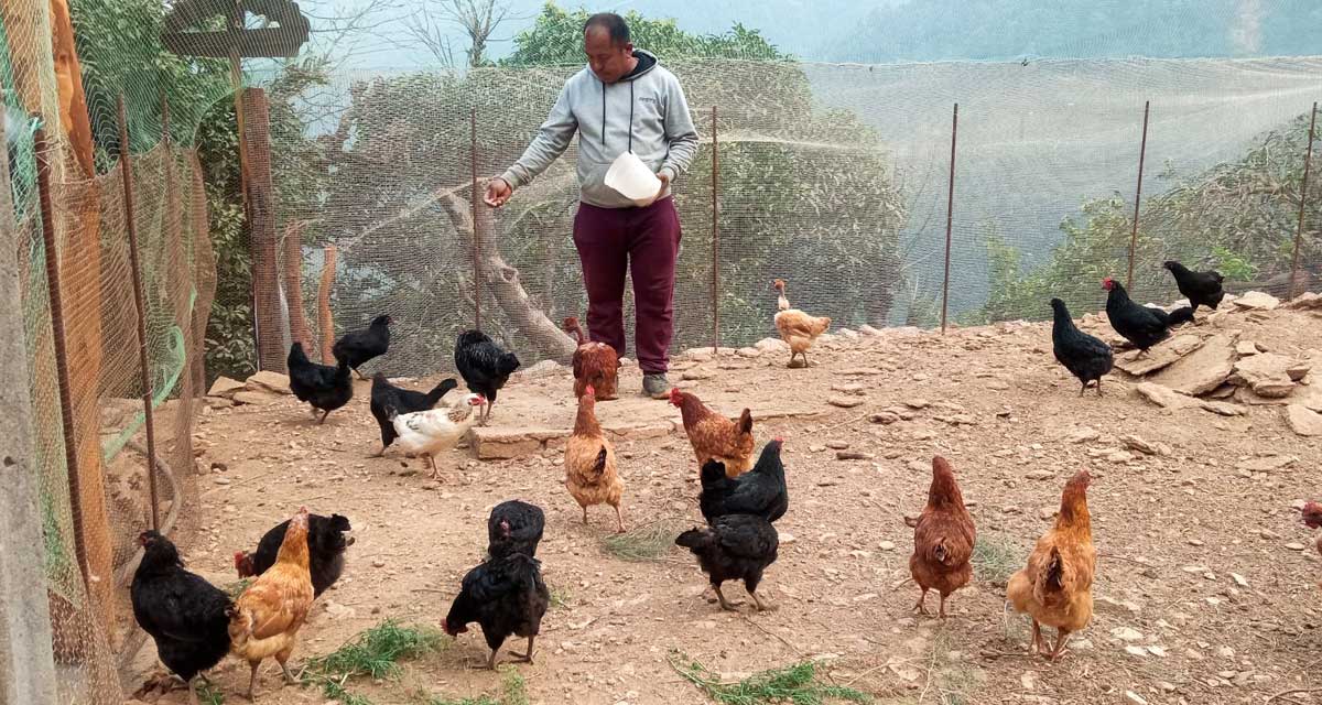 कुखुरा र कालिजपालनतर्फ युवाको आकर्षण बढ्दो