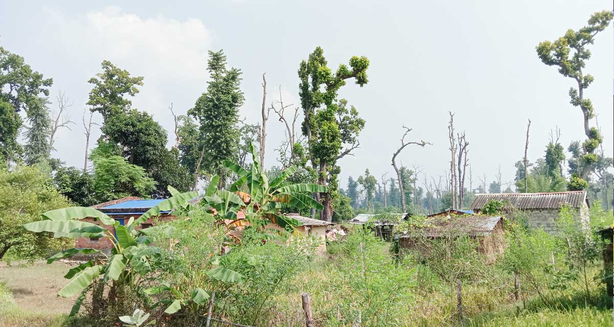 सुकेका रूखमुनि जोखिमपूर्ण बसाइ