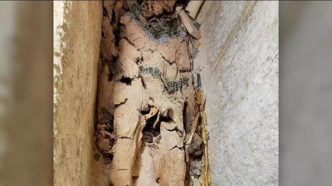 शवलाई किन सुनमा बेरिन्थ्यो ? हजारौं वर्ष पुरानो ममीबाट खुल्यो चकित पार्ने रहस्य