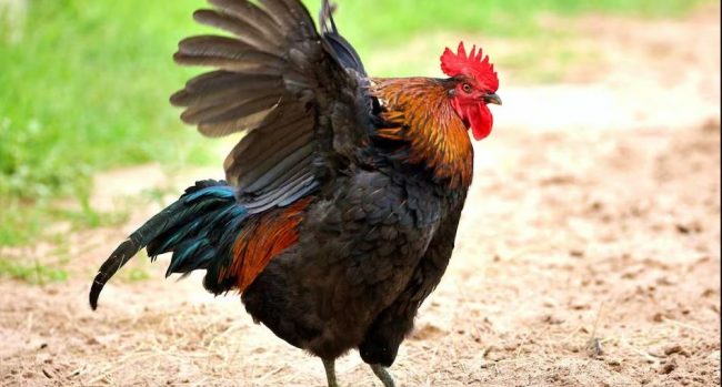 रिसाएको कुखुराको भालेले मान्छे मार्‍यो !