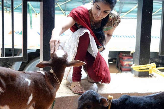 ‘भ्यालेन्टाइन दिवस’लाई ‘काउ हग डे’ मनाउने भारतीय निर्णयले तहल्का