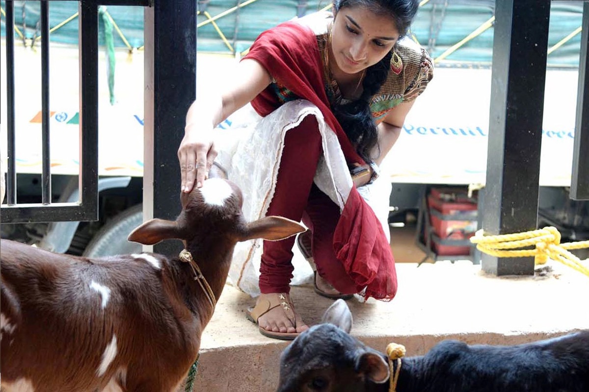 ‘भ्यालेन्टाइन दिवस’लाई ‘काउ हग डे’ मनाउने भारतीय निर्णयले तहल्का