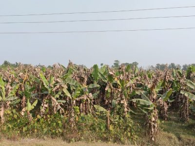 केराको बोट सुक्न थालेपछि किसान चिन्तित