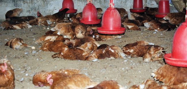 भक्तपुरको कुखुरा फार्ममा भेटियो बर्डफ्लु, ११ हजार कुखुरा र चल्ला नष्ट