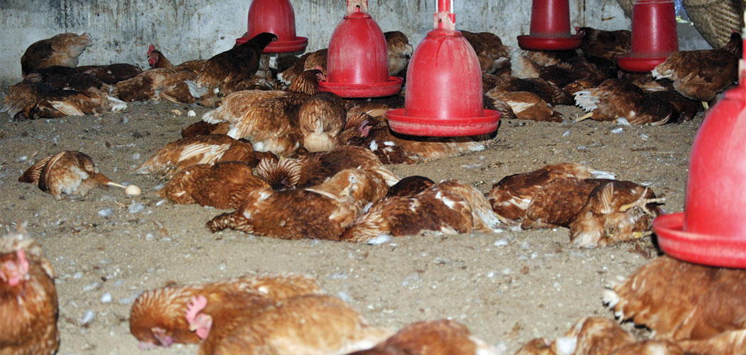 भक्तपुरको कुखुरा फार्ममा भेटियो बर्डफ्लु, ११ हजार कुखुरा र चल्ला नष्ट