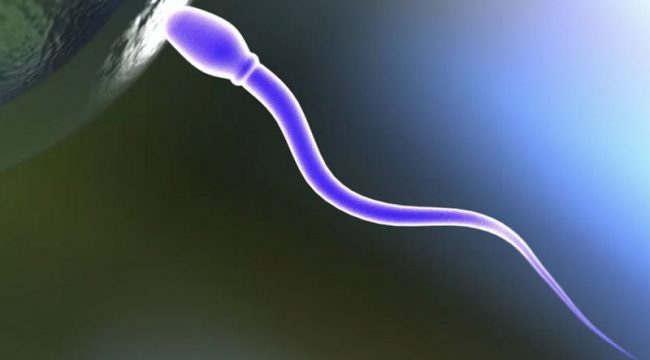 गर्भ बस्न नदिन ‘पुरुषले सेवन गर्ने चक्की’ बनाउने प्रयास