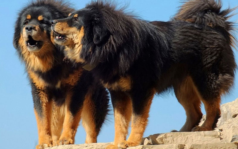 भेडापालन किसानको आम्दानीको नयाँ स्रोत ‘भोटे कुकुर’का छाउरा