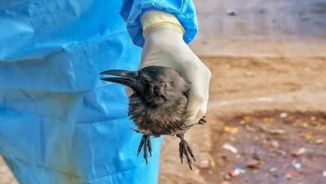 बर्ड फ्लुका कारण ११ वर्षीया बालिकाको मृत्यु, डब्लूएचओले चिन्ता व्यक्त गर्‍यो