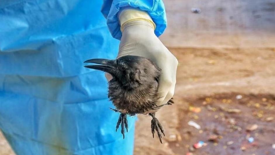 बर्ड फ्लुका कारण ११ वर्षीया बालिकाको मृत्यु, डब्लूएचओले चिन्ता व्यक्त गर्‍यो