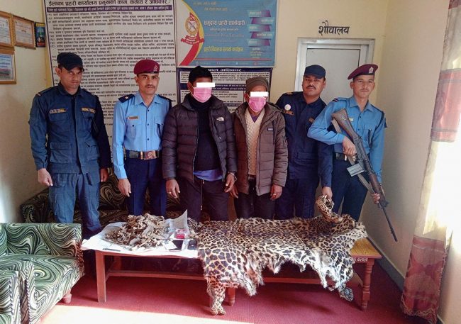 कैलालीबाट चितुवाको छालासहित दुई जना पक्राउ
