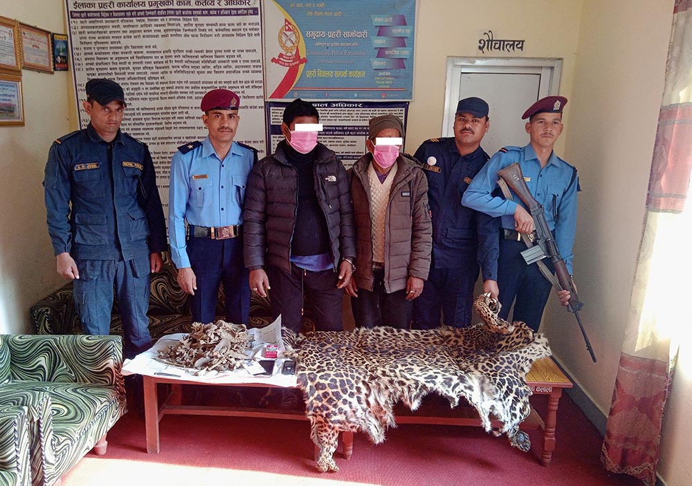 कैलालीबाट चितुवाको छालासहित दुई जना पक्राउ