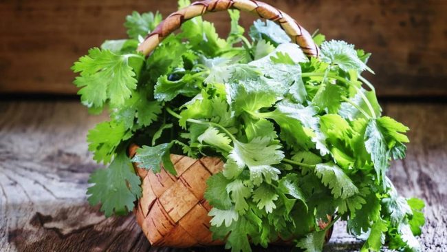 धनियाँको पातले युरिक एसिडलाई गर्छ नियन्त्रण