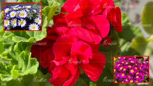 सुन्दर फूलका संकलित तस्बिरहरु…