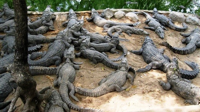 बाँकेमा संकटापन्न अवस्थामा रहेको घडियाल गोहीको संरक्षण गरिँदै