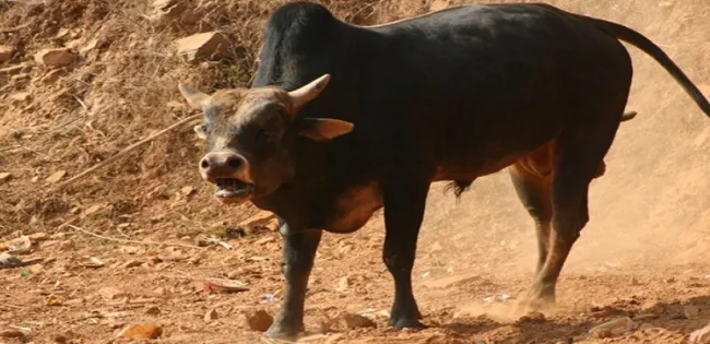 चरनमा छाडिएको हल गोरु खुट्टा काटिएको अवस्थामा फेला