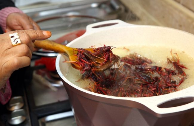 कतारमा कीराफट्याङ्ग्रा खान प्रतिबन्ध