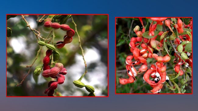 सुगर र कोलेस्ट्रोल हटाउन खानुहोस् ‘जंगली जलेबी’