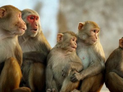 ‘जसले बाँदर नियन्त्रण गर्ने स्पष्ट खाका ल्याउँछ उसैलाई भोट दिने हो’