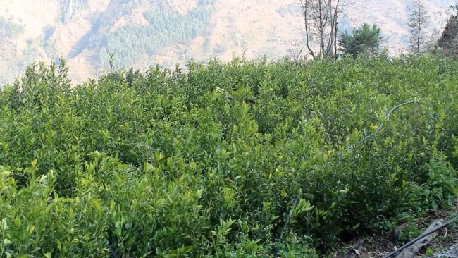 सुन्तलाको बिरुवा बिक्री नहुँदा कृषकलाई लाखौं नोक्सानी{भिडियो}