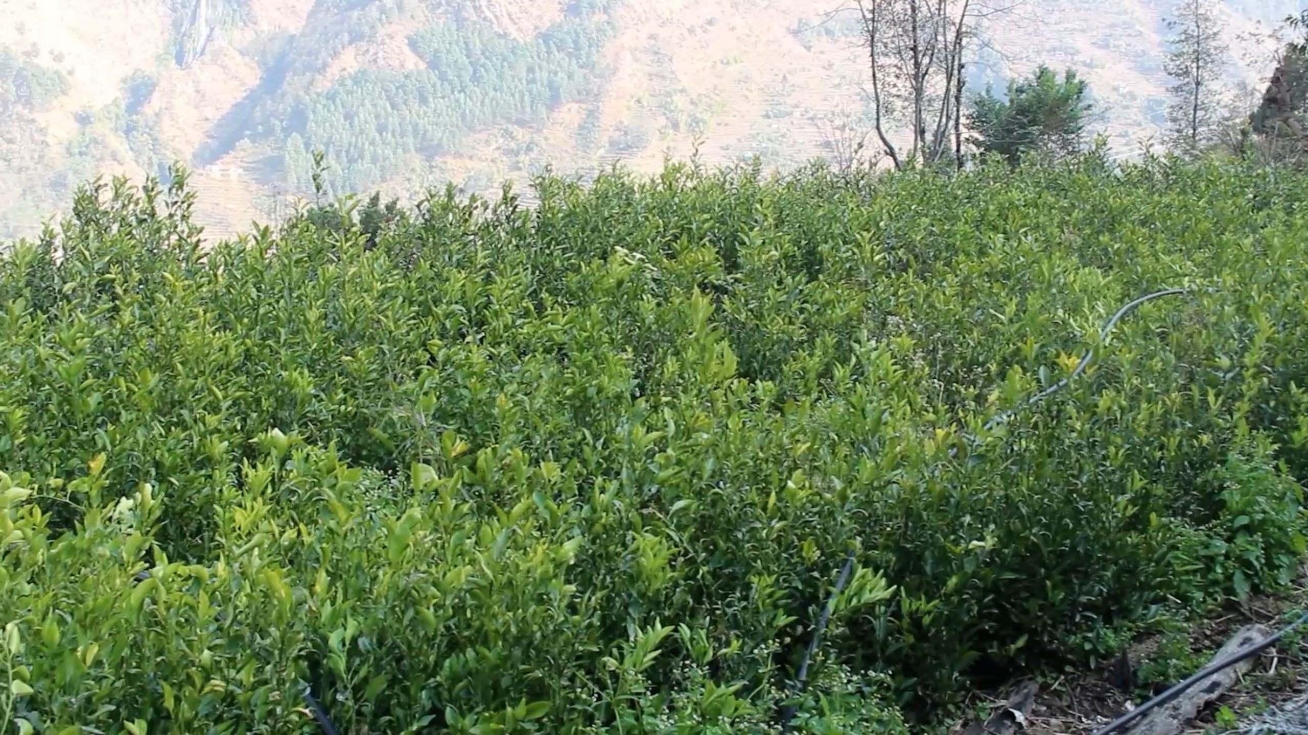 सुन्तलाको बिरुवा बिक्री नहुँदा कृषकलाई लाखौं नोक्सानी{भिडियो}