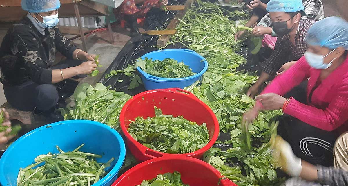 रोङमा व्यावसायिक गुन्द्रुक उत्पादन