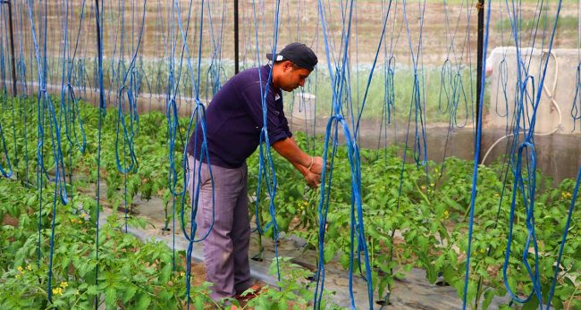 विदेशमा ठक्करः स्वदेशमा अवसर