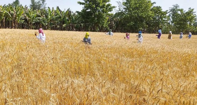 गहुँ खेतीमा रगिन गरिँदै