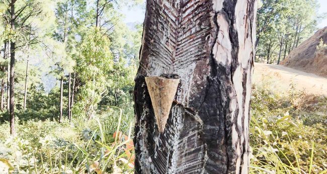 सल्लाको खोटो बिक्रीबाट आम्दानी, संकलन गर्ने क्रम बढ्यो