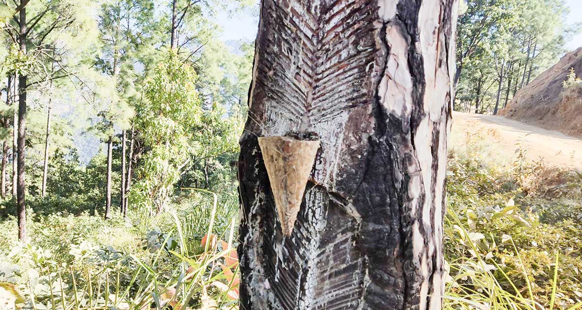 सल्लाको खोटो बिक्रीबाट आम्दानी, संकलन गर्ने क्रम बढ्यो