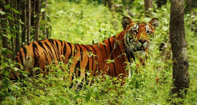 पाटेबाघले मार्‍यो आधा दर्जन पशुचौपाया