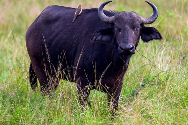 भैंसीको विषयमा विवाद भएपछि गाउँलेहरूबीच भिडन्त, ६ जना घाइते, २२ जना पक्राउ