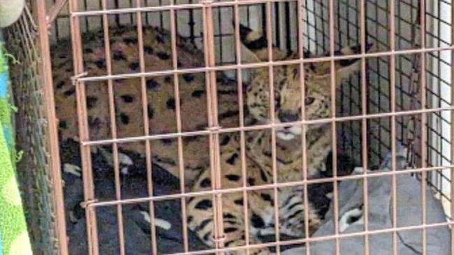 जब अमेरिकामा जंगली बिरालोको शरीरमा लागुपदार्थको अंश भेटियो