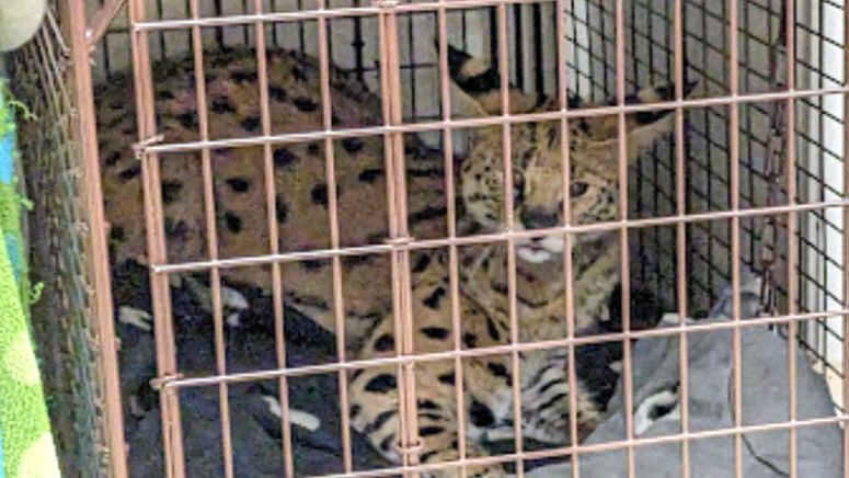 जब अमेरिकामा जंगली बिरालोको शरीरमा लागुपदार्थको अंश भेटियो