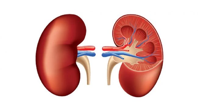 पिसाब पोल्ने लगायतका यी लक्षण भए मिर्गौला बिग्रीएको हुन सक्छ!