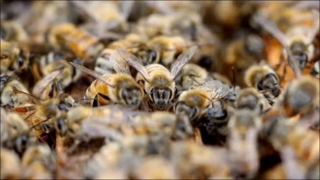 १०० वटा मौरीले टोकेका ७५ वर्षका वृद्धको ज्यान बचाइयो