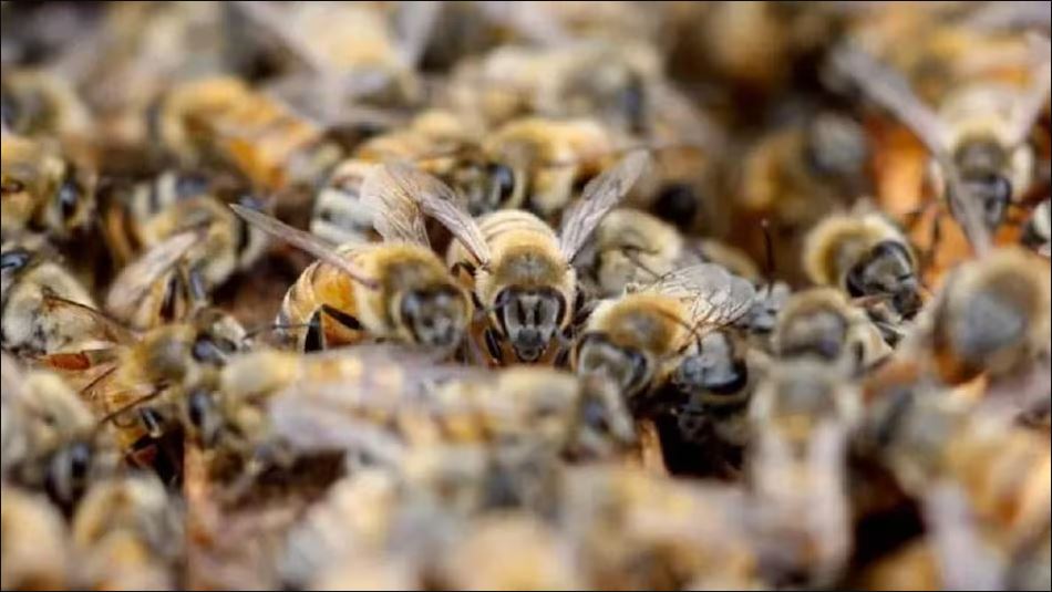 १०० वटा मौरीले टोकेका ७५ वर्षका वृद्धको ज्यान बचाइयो