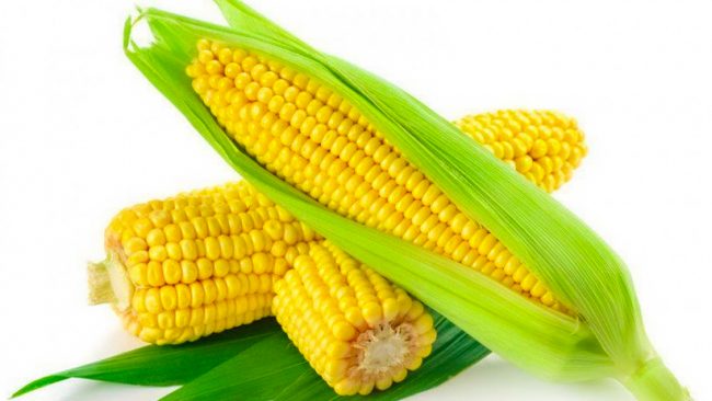 झापामा मकैको व्यावसायिक खेती बढ्दै