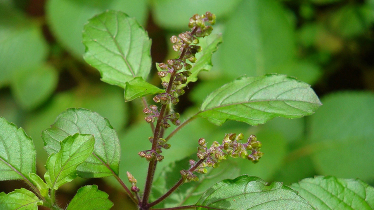 तुलसीको पातको १ चम्चा जुस यी रोगका लागि हुन्छ उपयोगी: जान्नुहोस् विधि र फाइदाहरु