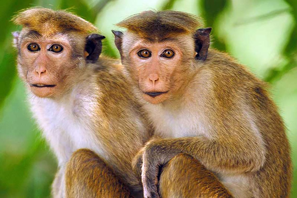 श्रीलंकाले चीनलाई एक लाख बाँदर बेच्ने तयारी