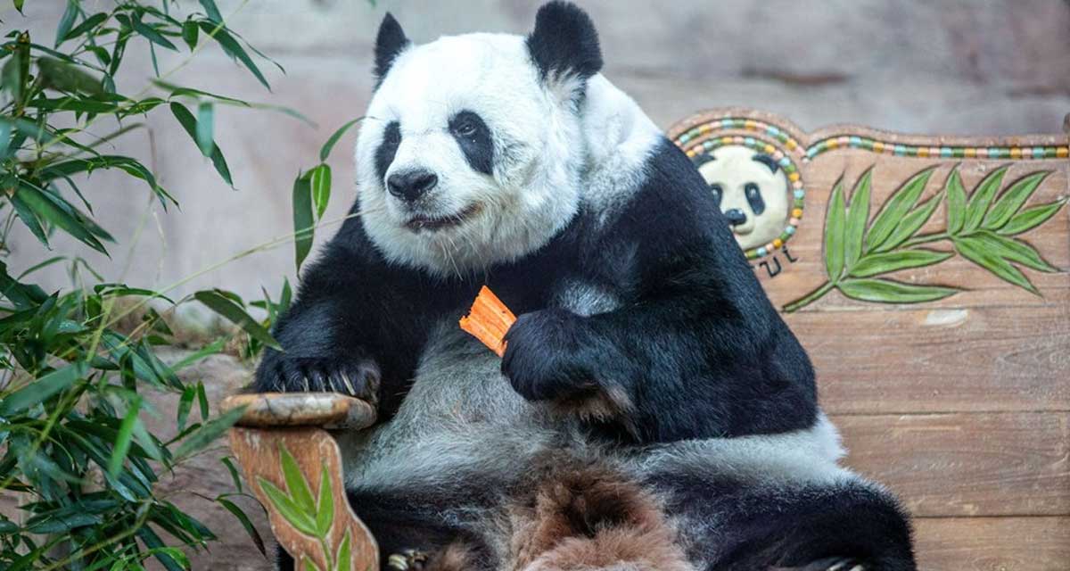 चीनबाट ऋणमा ल्याईएको २१ वर्षीया पाण्डाको थाइल्याण्डमा मृत्यु