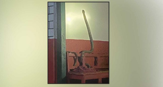 म्याग्दीको घतानमा भेटियो दुर्लभ ‘किङ कोब्रा’