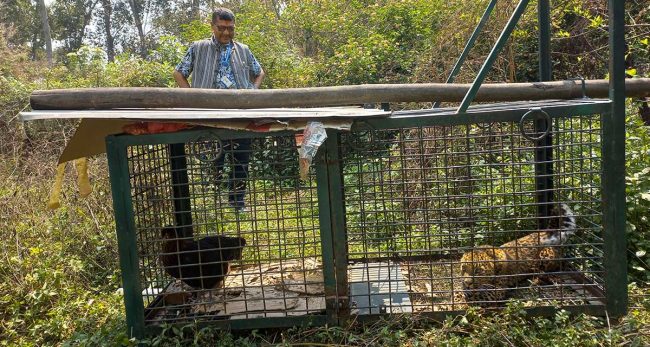 बल्ल पासोमा पर्यो चितुवा