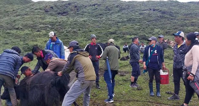 मुस्ताङमा चौँरीको आलो रगत पिउनेको भीड