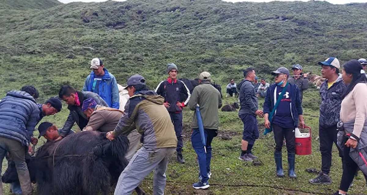 मुस्ताङमा चौँरीको आलो रगत पिउनेको भीड