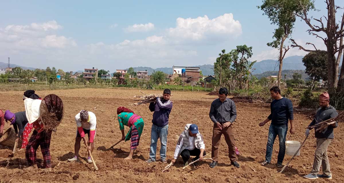 उखुखेती प्रवद्र्धन गर्दै रामपुरका युवा