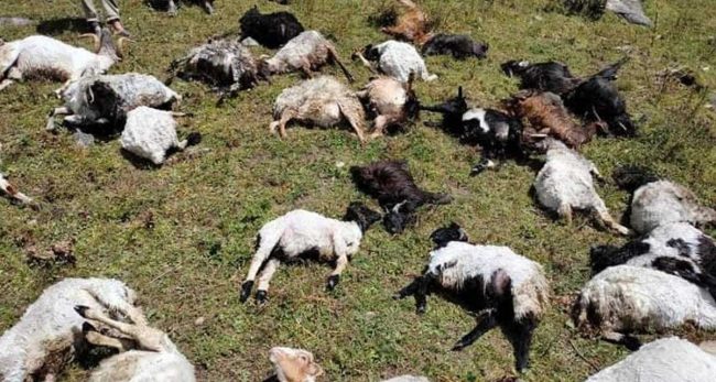 पाटनमा चट्याङबाट ५० भेडाबाख्रा मरे