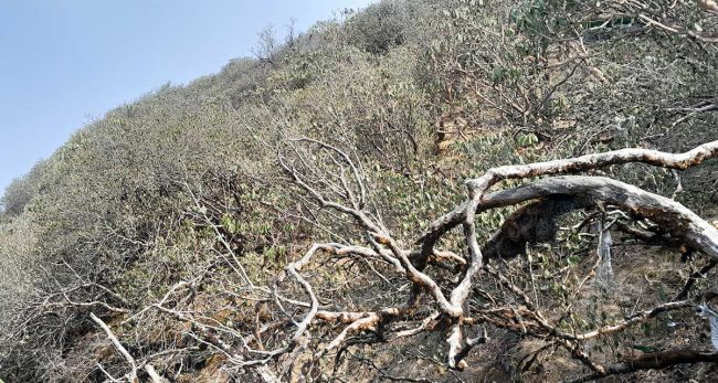 बैंस नआएका लालीगुराँस