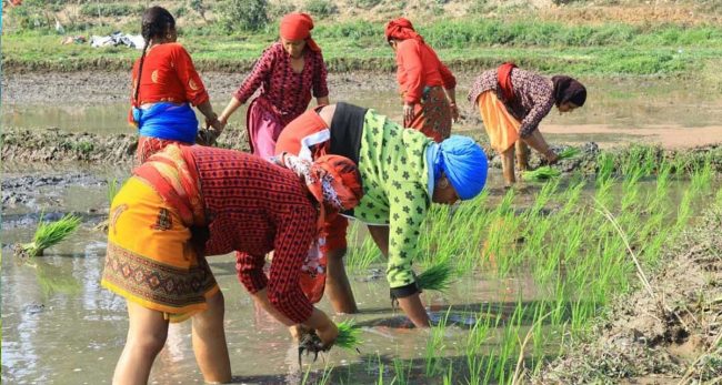 चैते धानखेती घट्दै