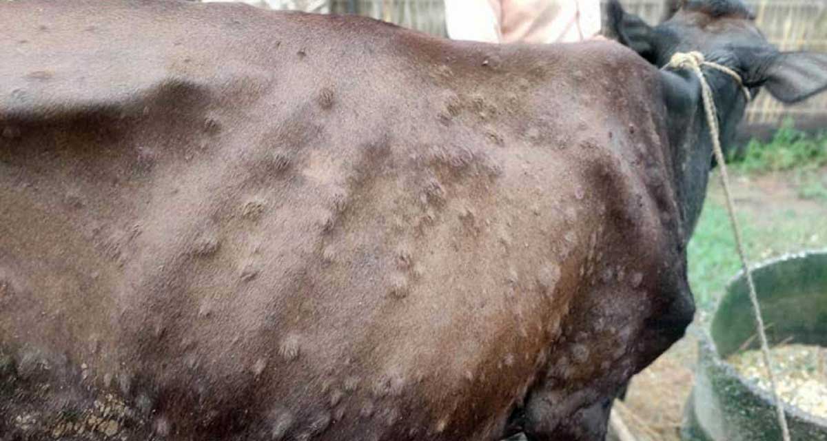 गाईभैँसीमा ‘लम्पि स्किन’ समस्या, किसान चिन्तित