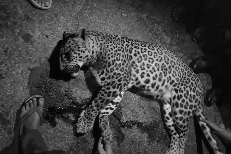 मोटरसाइकलको ठक्करबाट चितुवाको मृत्यु